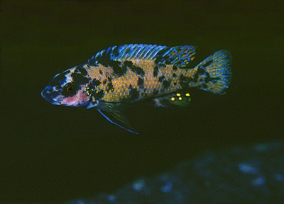 Labeotropheus trewavasae 'Taiwanee Reef'